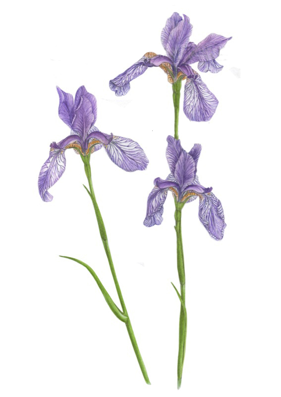 iris siberiani